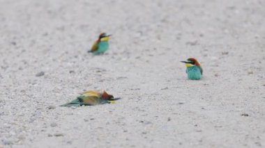 4k, (Merops apiaster) yerde oturuyor ve tüylerini serinletiyor