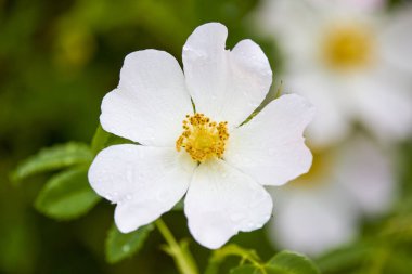 Bir bahar gününde gül kalçalı manzara