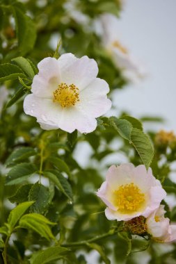 Bir bahar gününde gül kalçalı manzara
