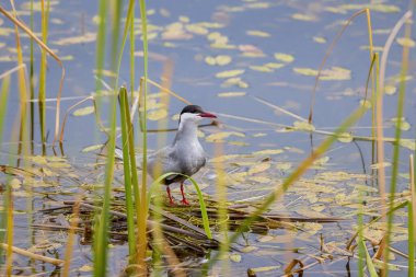 (Sterna hirundo) Yuva kurma mevsiminde bir gölün üzerinde duruyor..