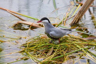 (Sterna hirundo) Yuva kurma mevsiminde bir gölün üzerinde duruyor..