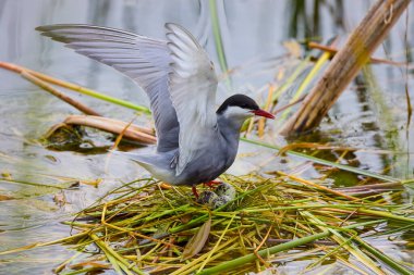 (Sterna hirundo) Yuva kurma mevsiminde bir gölün üzerinde duruyor..