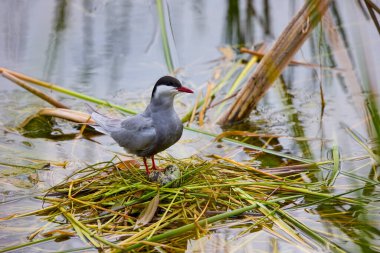 (Sterna hirundo) Yuva kurma mevsiminde bir gölün üzerinde duruyor..