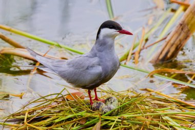 (Sterna hirundo) Yuva kurma mevsiminde bir gölün üzerinde duruyor..