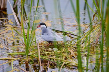(Sterna hirundo) Yuva kurma mevsiminde bir gölün üzerinde duruyor..