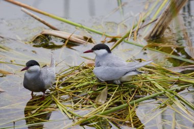 (Sterna hirundo) Yuva kurma mevsiminde bir gölün üzerinde duruyor..