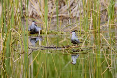 (Sterna hirundo) Yuva kurma mevsiminde bir gölün üzerinde duruyor..