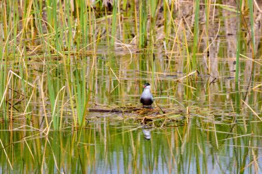 (Sterna hirundo) Yuva kurma mevsiminde bir gölün üzerinde duruyor..