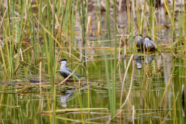 (Sterna hirundo) Yuva kurma mevsiminde bir gölün üzerinde duruyor..
