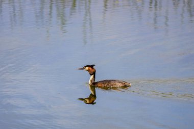 (Podiceps kristali), bir bahar günü suyun üzerinde yüzen