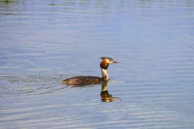(Podiceps kristali), bir bahar günü suyun üzerinde yüzen