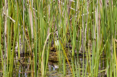 (Yuvada otururken sazlıklar arasında görülen Podiceps kristali