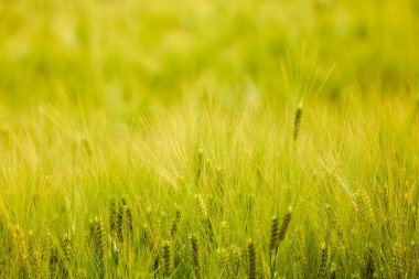 Tarımsal alanda yeşil yulaf kulaklı manzara