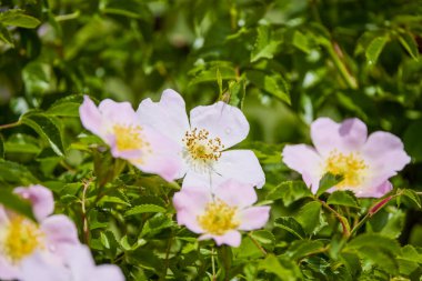 Bir bahar gününde gül kalçalı manzara