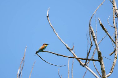 Bir ağaç dalında oturan bir arı yiyici (Merops apiaster)