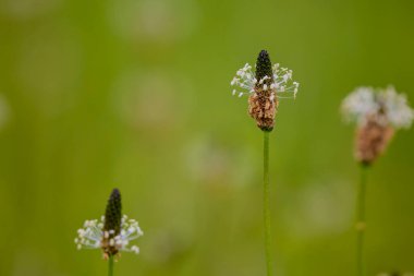 Bulanık bir geçmişi olan güzel bir kır çiçeği.