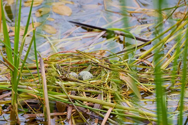 (Sterna hirundo) göl üzerinde yumurtaları olan bir yuva