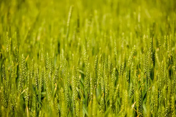 Tarım alanında yeşil buğday kulaklı arazi
