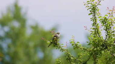 4k, yeşil yapraklı bir ağacın dalında öten güzel kuş.