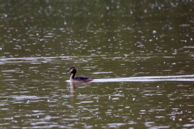 (Podiceps kristali), bir bahar günü suyun üzerinde yüzen