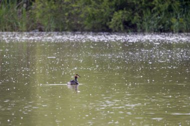 (Podiceps kristali), bir bahar günü suyun üzerinde yüzen