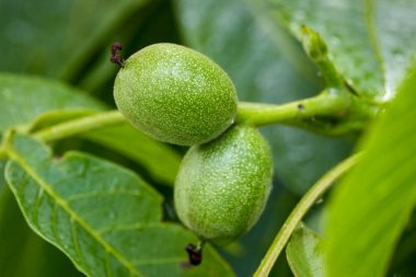 Genç ceviz ağaçta