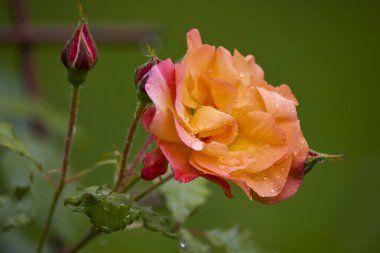 Çiçek açan bir gülün makro fotoğrafçılığı. Serin bir bahçede çiğ damlalarıyla.