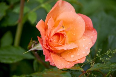 Çiçek açan bir gülün makro fotoğrafçılığı. Serin bir bahçede çiğ damlalarıyla.