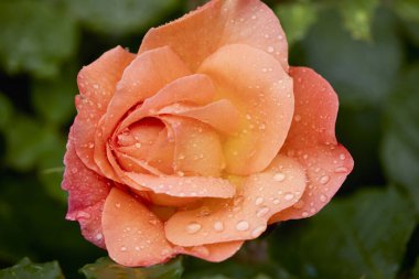 Çiçek açan bir gülün makro fotoğrafçılığı. Serin bir bahçede çiğ damlalarıyla.
