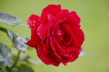 Çiçek açan bir gülün makro fotoğrafçılığı. Serin bir bahçede çiğ damlalarıyla.