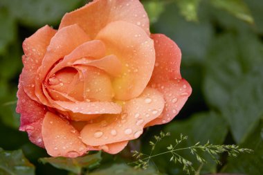 Çiçek açan bir gülün makro fotoğrafçılığı. Serin bir bahçede çiğ damlalarıyla.