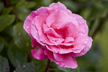 Çiçek açan bir gülün makro fotoğrafçılığı. Serin bir bahçede çiğ damlalarıyla.