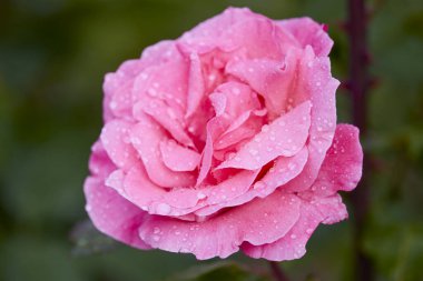 Çiçek açan bir gülün makro fotoğrafçılığı. Serin bir bahçede çiğ damlalarıyla.
