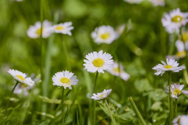 Çimenlerdeki papatyaları kapatın.