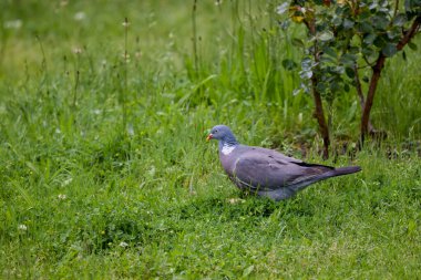Yaygın Orman Güvercini (Columba palumbus) Vahşi Yaşam Hayvanı