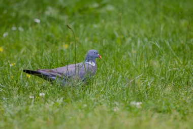 Yaygın Orman Güvercini (Columba palumbus) Vahşi Yaşam Hayvanı
