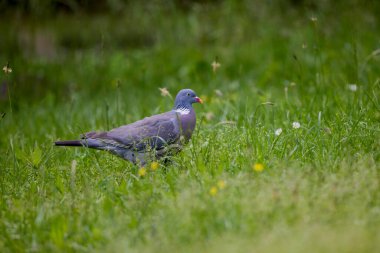 Yaygın Orman Güvercini (Columba palumbus) Vahşi Yaşam Hayvanı