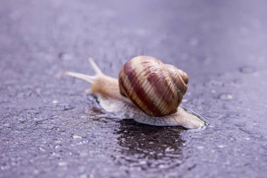 Salyangoz, yağmurlu bir günde doğanın sessizliğini gösteren yumuşak bir yağmurun altında asfaltta yavaşça yürür.