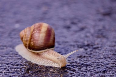 Salyangoz, yağmurlu bir günde doğanın sessizliğini gösteren yumuşak bir yağmurun altında asfaltta yavaşça yürür.