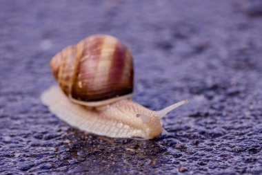 Salyangoz, yağmurlu bir günde doğanın sessizliğini gösteren yumuşak bir yağmurun altında asfaltta yavaşça yürür.