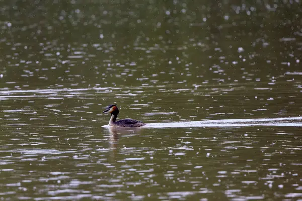 (Podiceps kristali), bir bahar günü suyun üzerinde yüzen