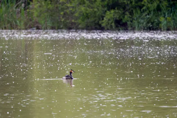 (Podiceps kristali), bir bahar günü suyun üzerinde yüzen