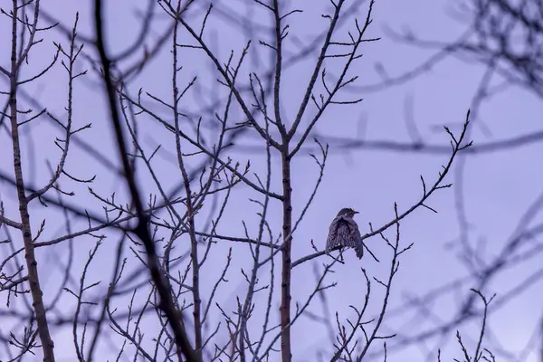 (Cuculus canorus) bir ağaç dalında oturur, arkadan görünür.