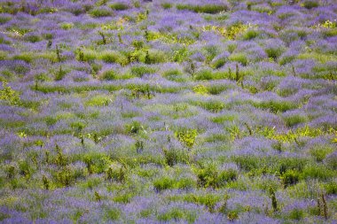 Çalıların arasında yetişen otlu bir lavanta mahsulü.