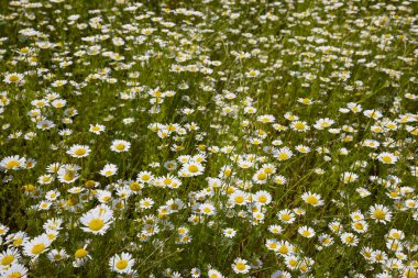 Yeşil çimenlerin arka planında beyaz papatyalar.
