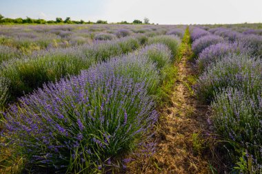 Çalıların arasında yetişen otlu bir lavanta mahsulü.