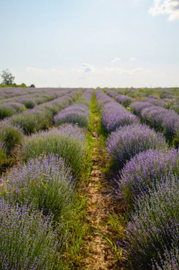 Çalıların arasında yetişen otlu bir lavanta mahsulü.