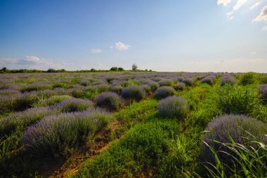 Çalıların arasında yetişen otlu bir lavanta mahsulü.