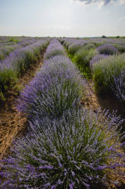Çalıların arasında yetişen otlu bir lavanta mahsulü.