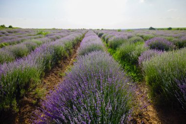 Çalıların arasında yetişen otlu bir lavanta mahsulü.
